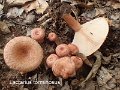 Lactarius torminosus-amf1081-1